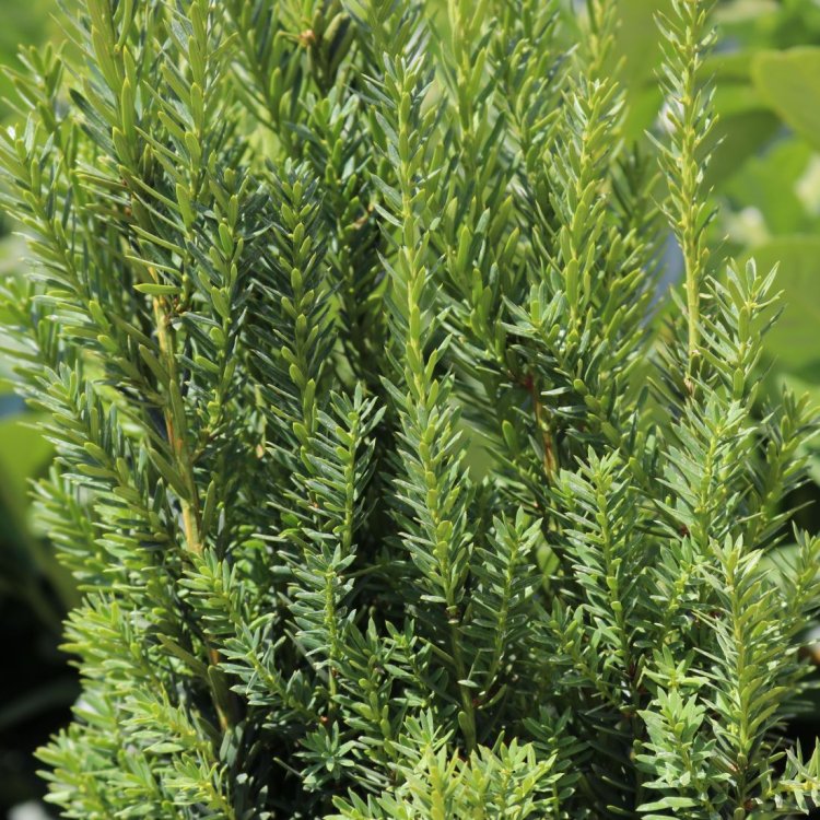 Tis prostredný (Taxus Media) ´HILLII´ - výška 30-50 cm, kont. C3L